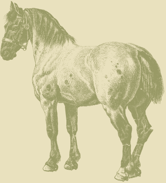 MacPhail Equine Dentistry MacPhail Equine Dentistry