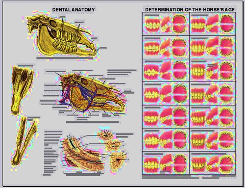 charts-posters-equine-dental-anatomy-chart-horse-lfa-unimaterna-br